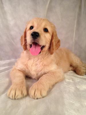 Female Goldendoodle Puppy for sale #1 DOB 8-1-14 Standard Goldendoodle breeders, Brian and Karen Sterrenberg, are setting up appointments now to show the latest litter of Goldendoodle mixes!